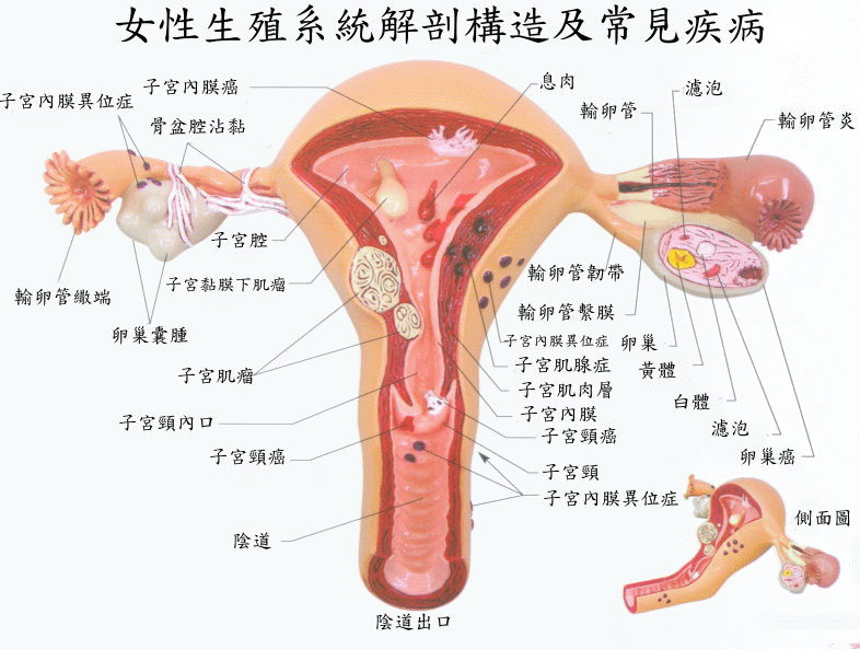 子宫解剖